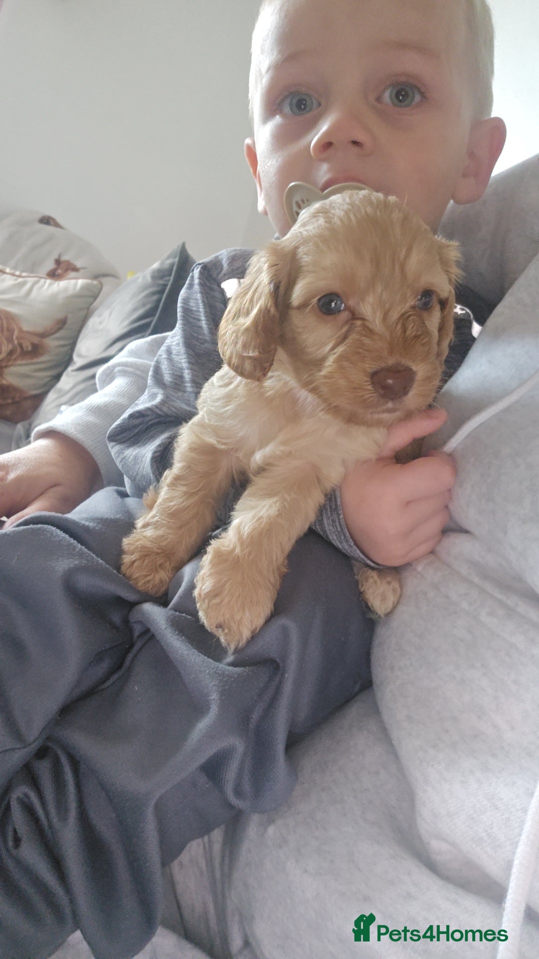 Cockapoo dogs for sale: Beautiful cockerpoos  - Image 5