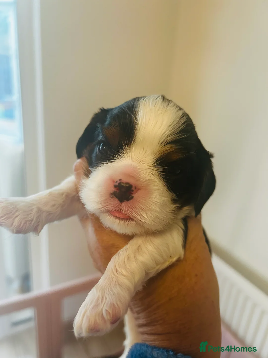 Cavalier King Charles Spaniel dogs for sale: Stunning cavalier boys  - Advert 2