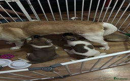 Akita dogs for sale: American akitas - Image 3