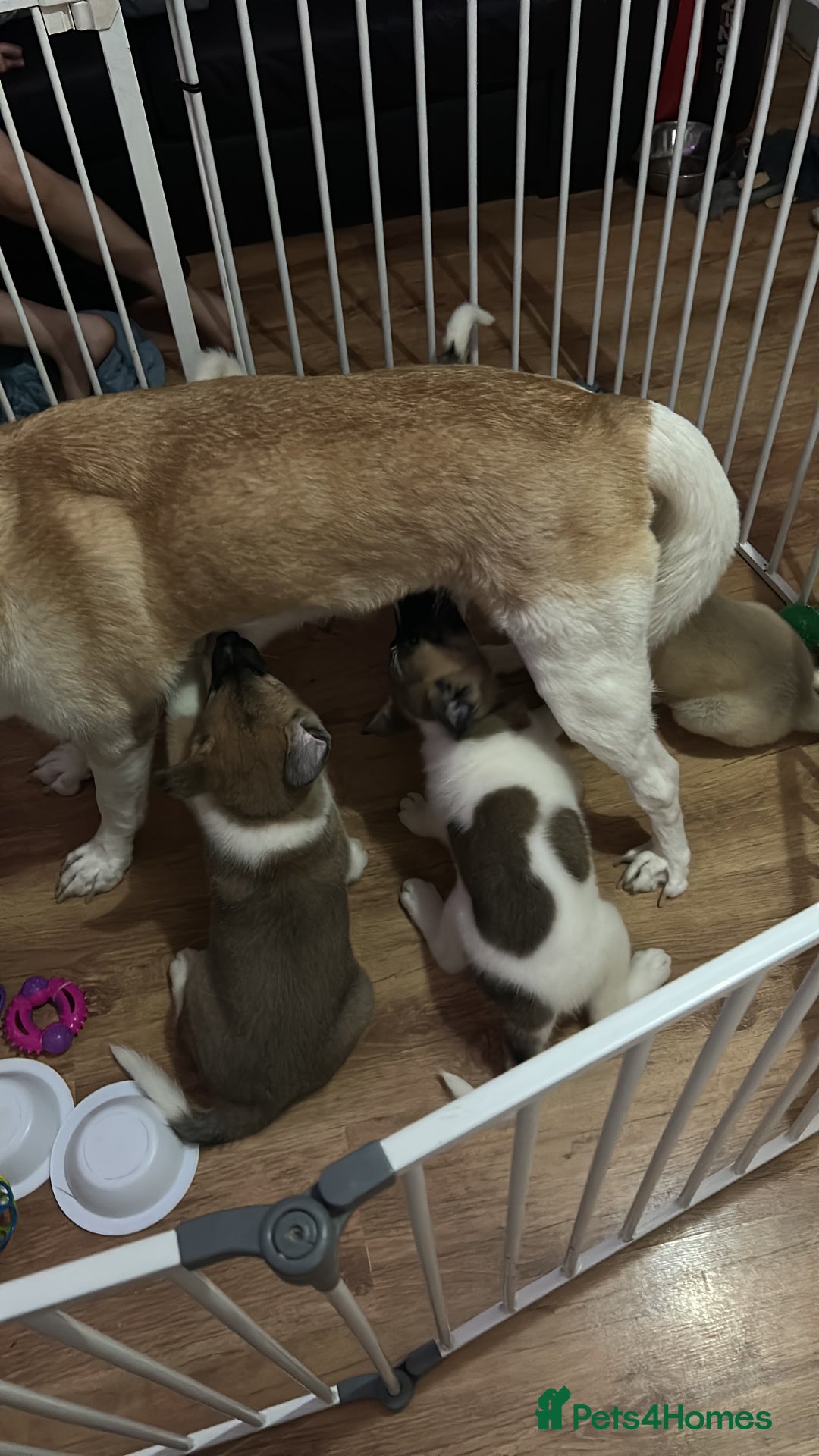 Akita dogs for sale: American akitas - Image 3