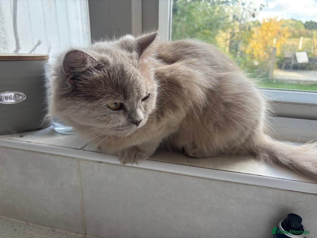 British Longhair cats for sale: 5 stunning British blues  - Image 2