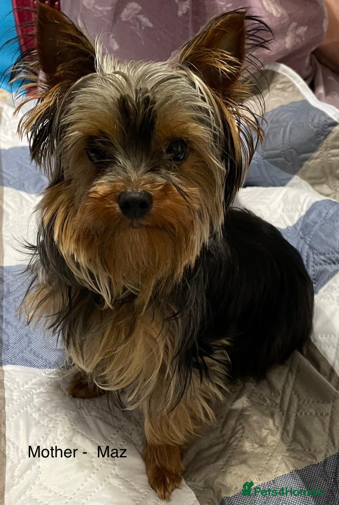 Yorkshire Terrier dogs for sale: KC registered Yorkshire Terrier puppy in Worthing - Image 10