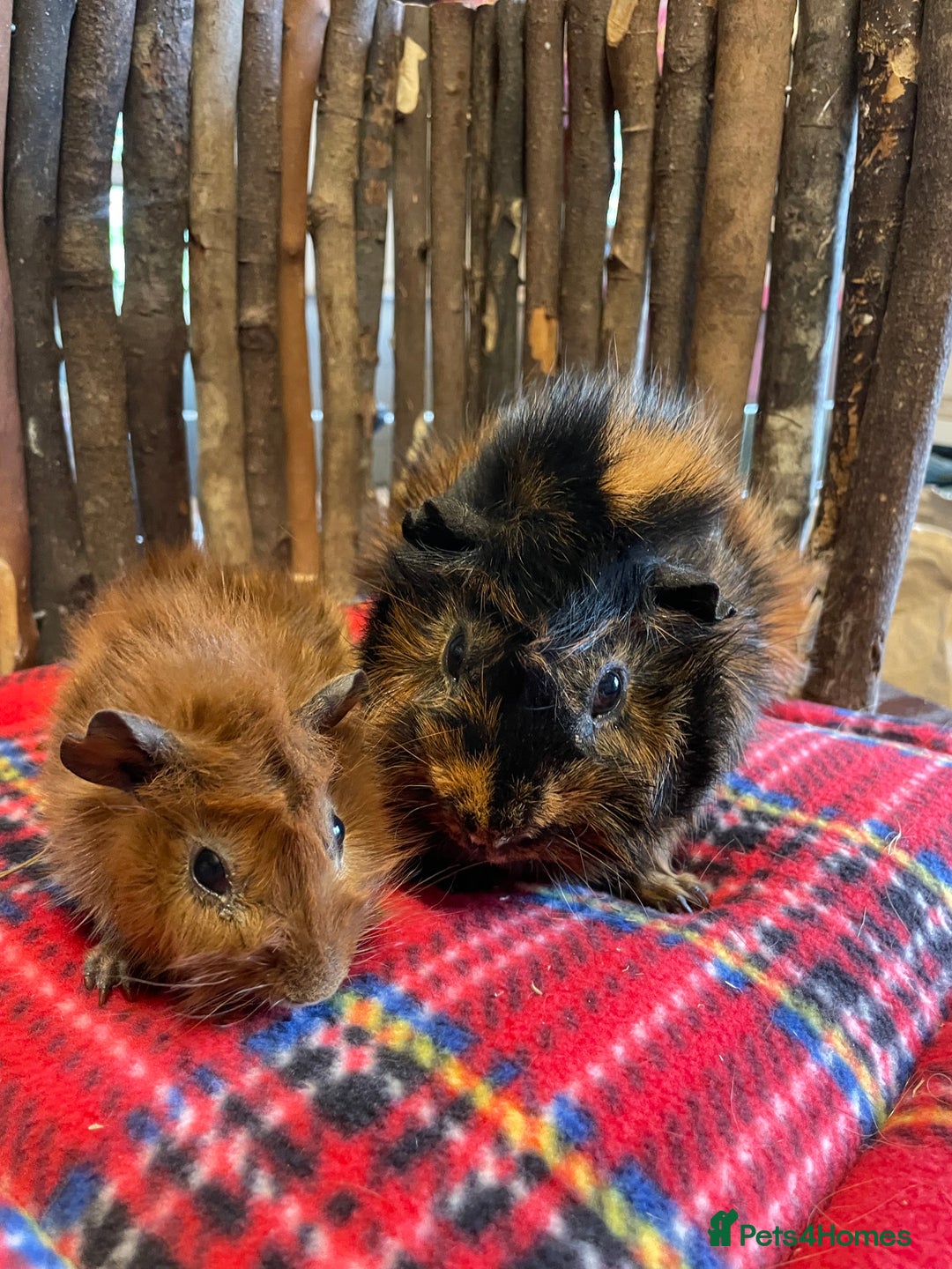 Guinea Pig rodents for sale: Beautiful pairs of male Abyssinian guinea pigs - Image 6