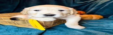 Golden Retriever 6