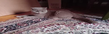 British Shorthair 2
