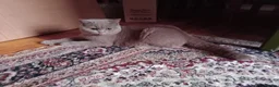 British Shorthair cats for sale: Beautiful Lilac British Shorthair kittens  - Advert 4