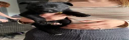 Mixed Breed dogs for sale: 7 huskadors please check prices - Advert 6
