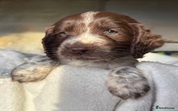 Sprocker dogs for sale: unbelievably marked sprockers 😍 - Image 18