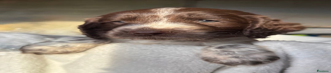 Sprocker Puppy 2