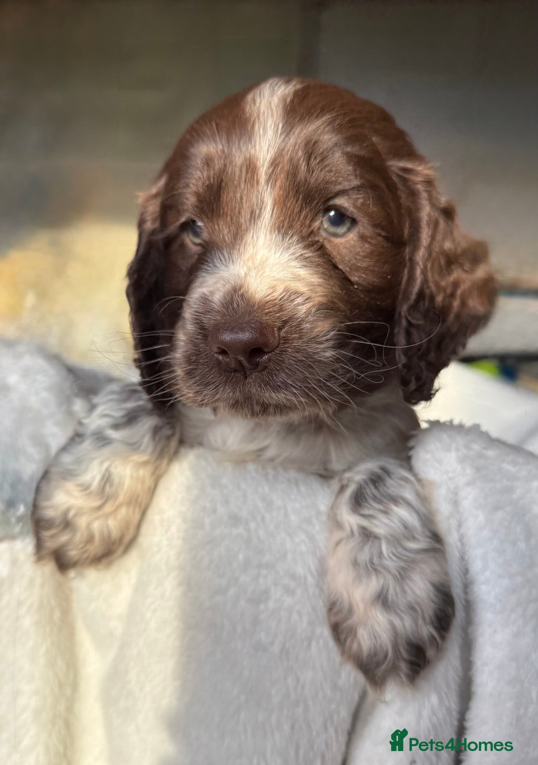 Sprocker dogs for sale: unbelievably marked sprockers 😍 - Image 18