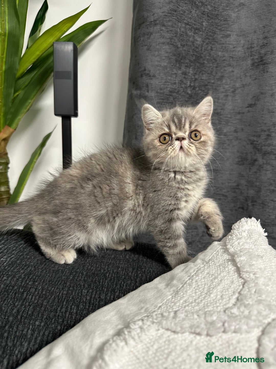 Persian cats for sale: ⭐️ Exceptional Persian x Exotic Kittens ⭐️ - Advert 22