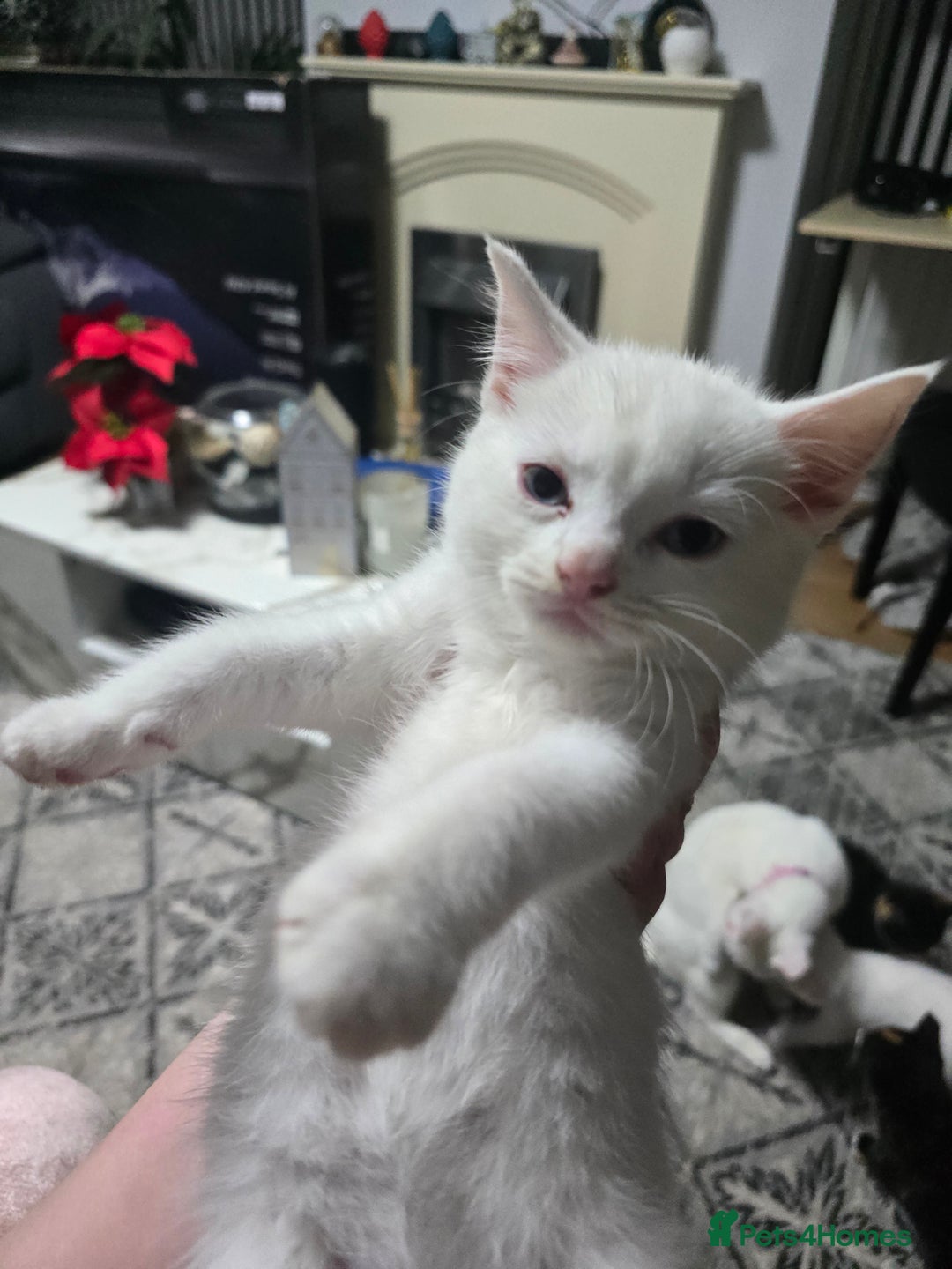 Mixed Breed cats for sale: 2 white kittens and 1 3-coloured for sale - Advert 8