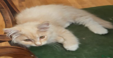 Siberian cats - Advert 9