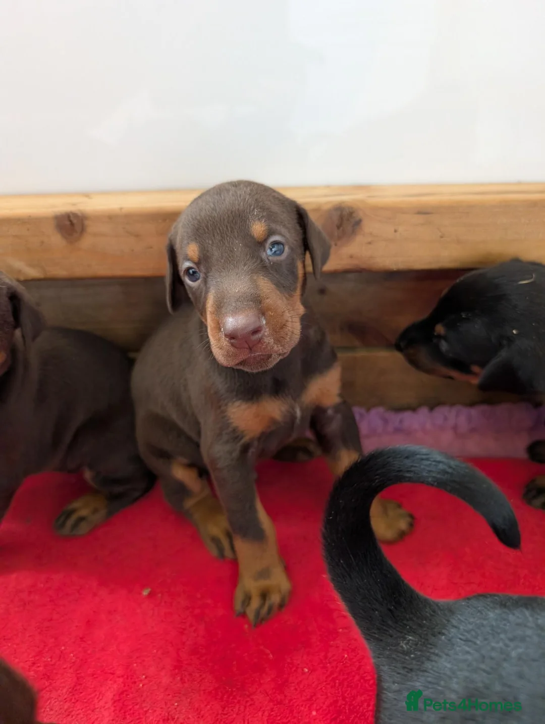 Dobermann dogs for sale: Beautiful KC Doberman Pups - Advert 8