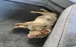 English Bulldog dogs for sale: Male Lilac Merle English bulldog  - Image 9