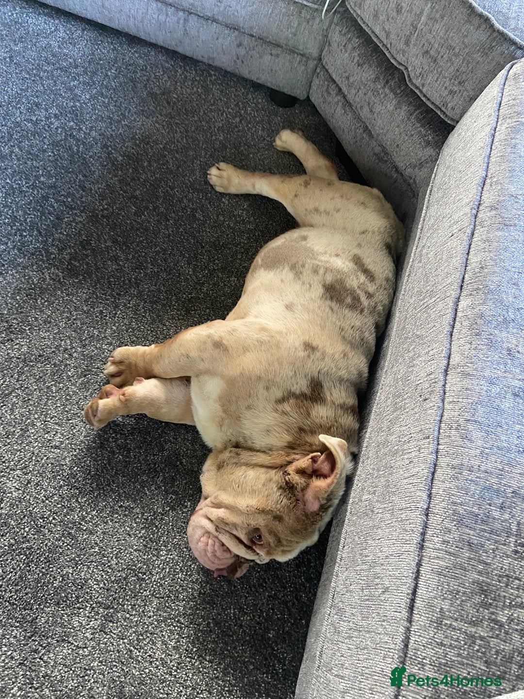 English Bulldog dogs for sale: Male Lilac Merle English bulldog  - Image 9