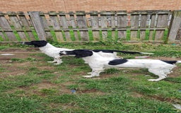 English Springer Spaniel dogs for stud: Springer spaniel stud  - Advert 14