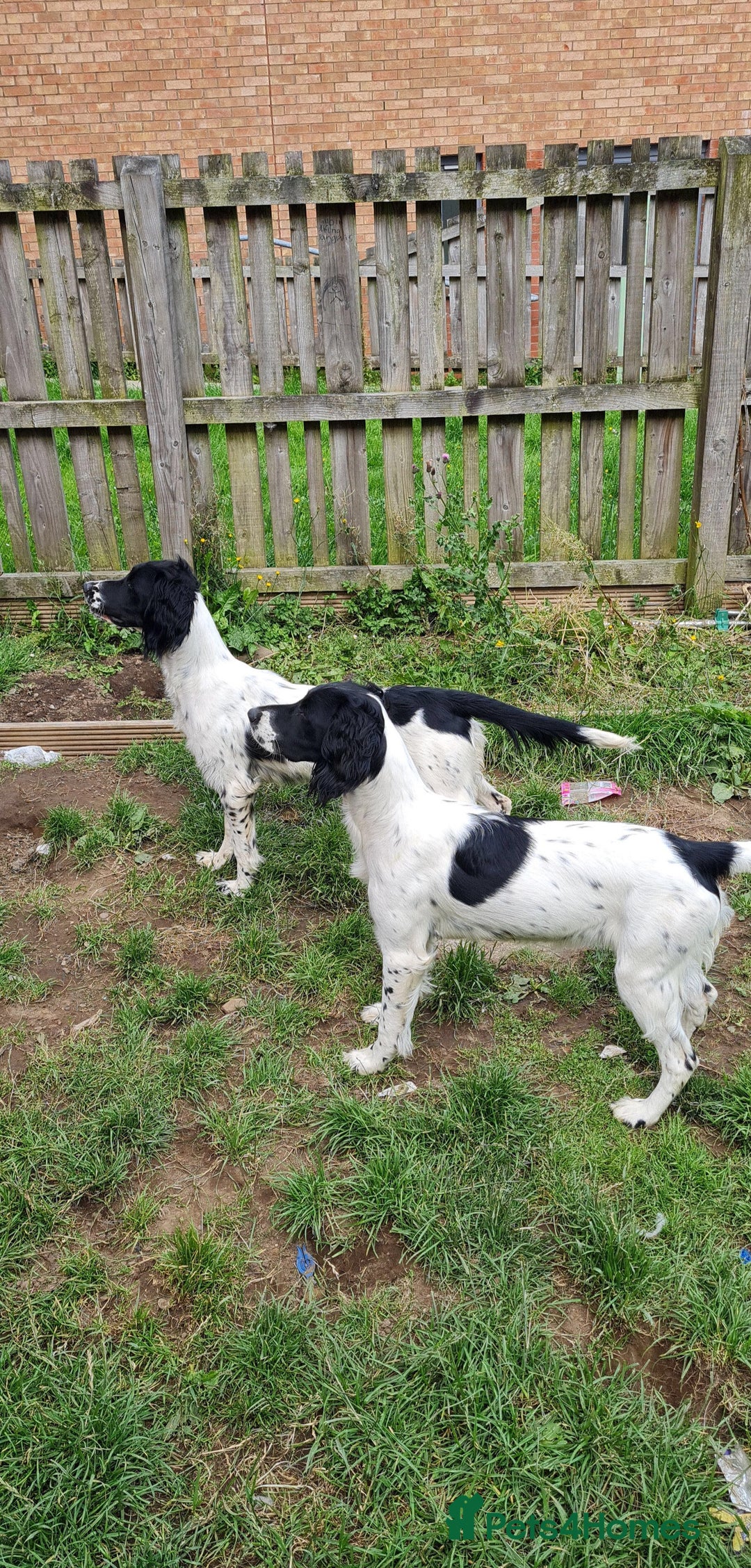 English Springer Spaniel dogs for stud: Springer spaniel stud  - Advert 14