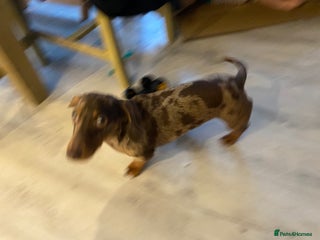 Miniature Dachshund dogs - Advert 2