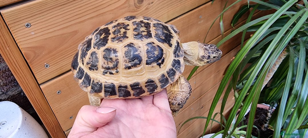 Tortoise reptiles for sale: 10 y old two Horsfield tortoises  - Advert 4