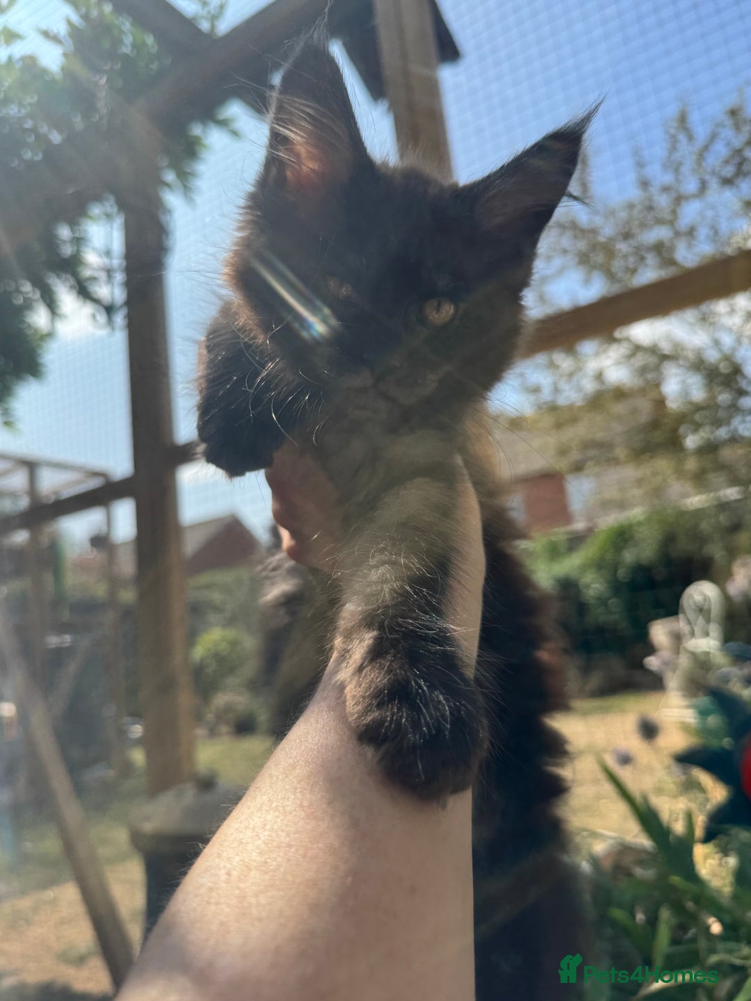 Maine Coon cats for sale: Stunning Black Smoke TiCA kittens  - Image 27