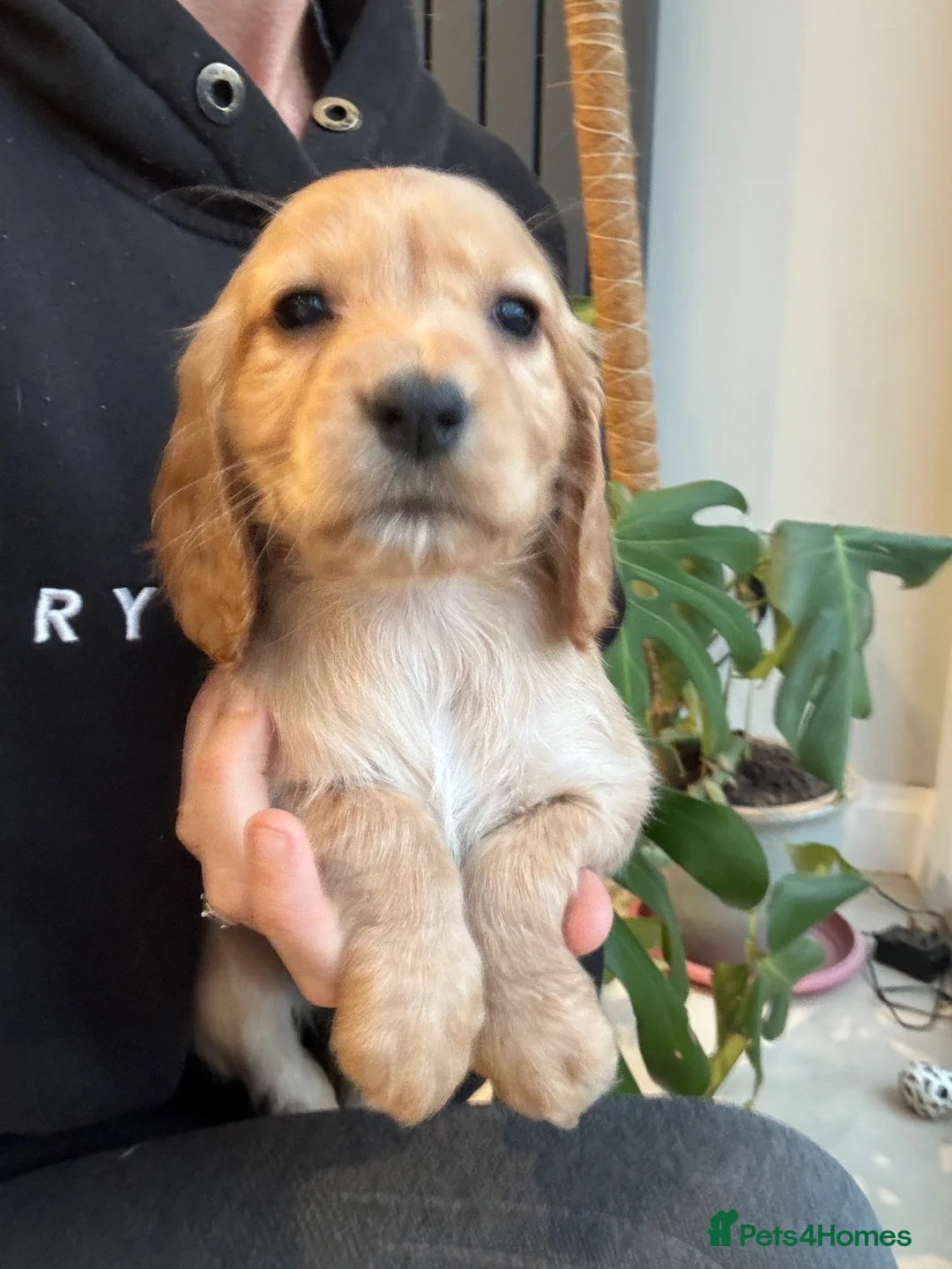 Cocker Spaniel dogs for sale: Working cocker spaniel pups  - Advert 12