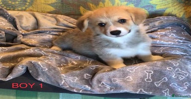 Welsh Corgi Pembroke dogs - Advert 1