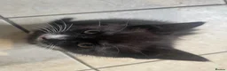 Mixed Breed cats for sale: Two beautiful female kittens in Torpoint - Advert 5