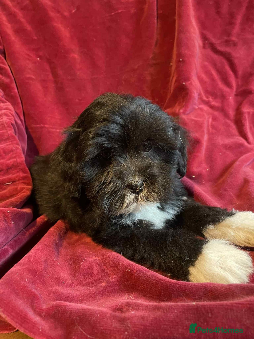 Lhasapoo dogs for sale: Lhasapoo puppies - Advert 9