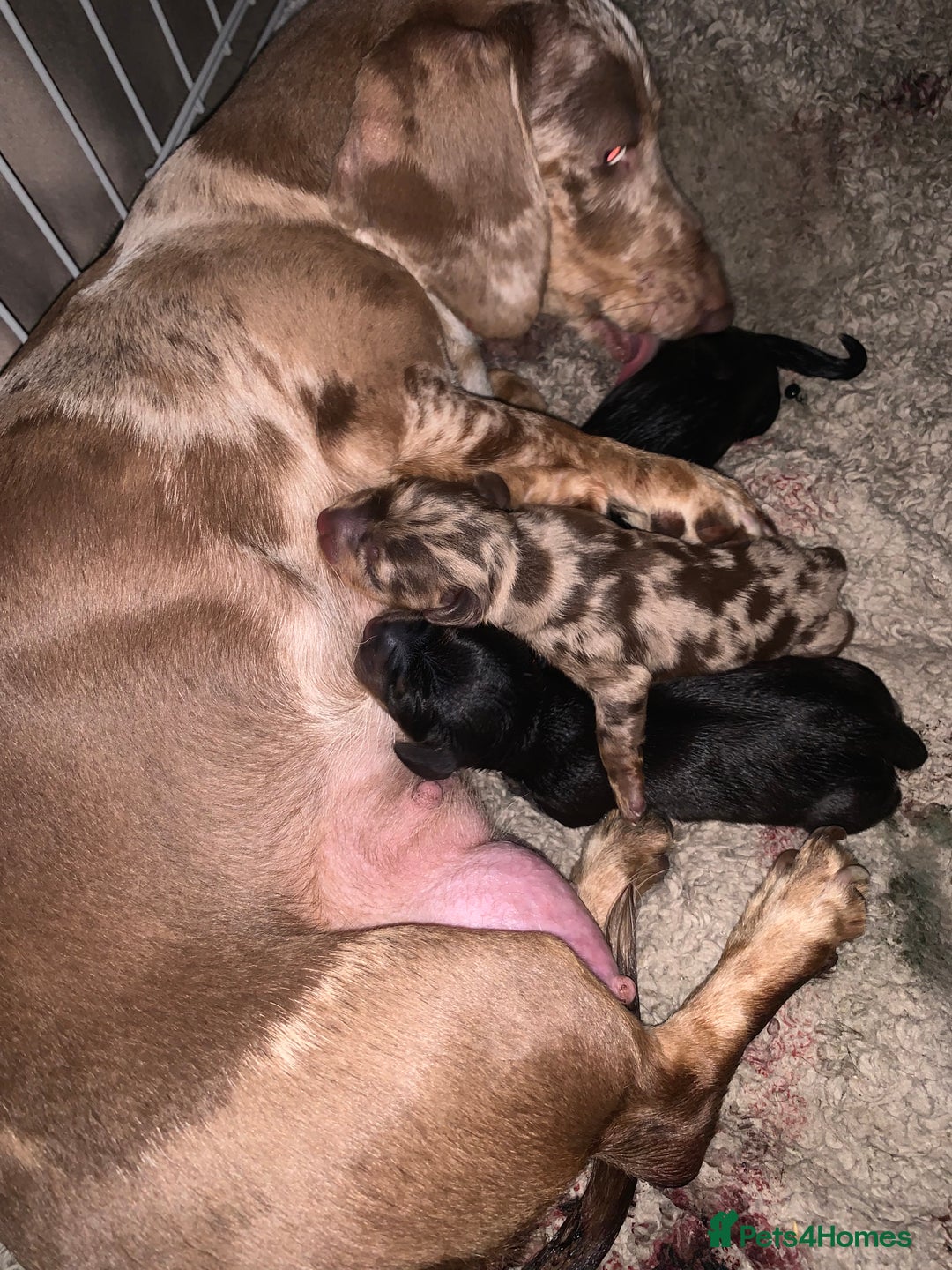 Miniature Dachshund dogs for sale: KC Long haired miniature dachshund puppies - Image 11