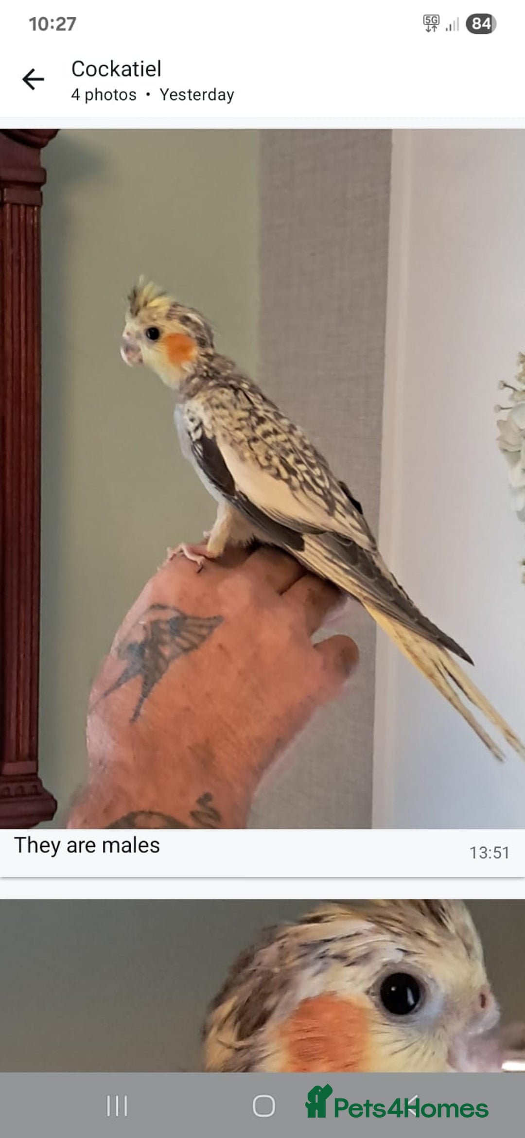 Cockatiels birds for sale: Baby cocktails hand reared and very tame ready now - Image 9
