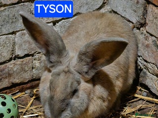 Continental Giant rabbits Continental giant adults rescues - Advert 1