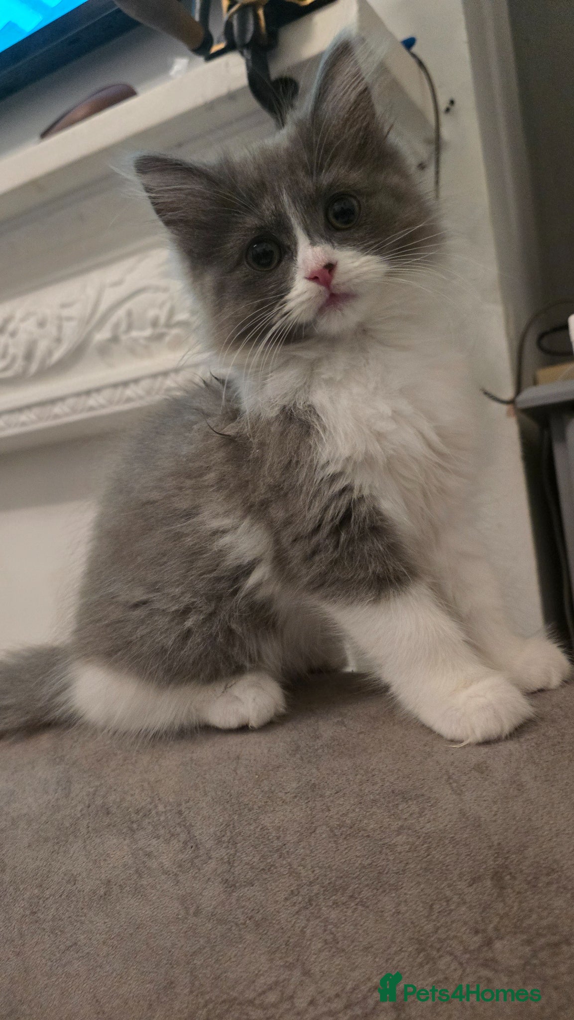 Ragdoll cats 4 gorgeous kittens available  - Advert 1