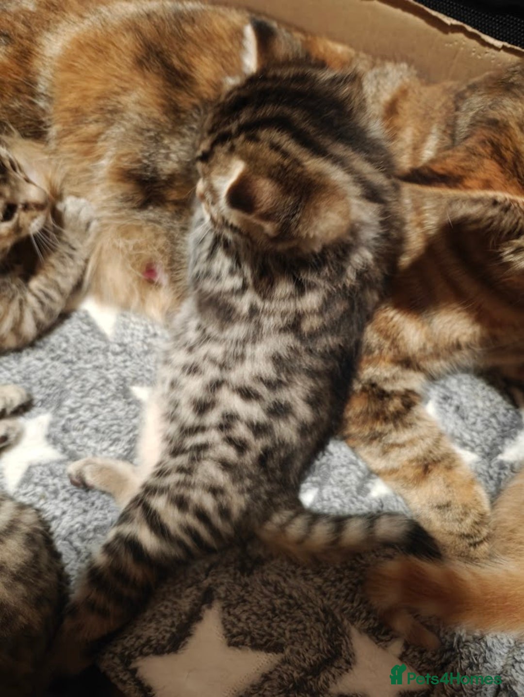 Brazilian Shorthair cats for sale: Mixed bred kittens - Advert 7