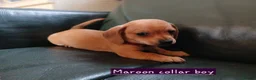 Chiweenie dogs for sale: Minature Daschund and Chihuahua Mix - Advert 13