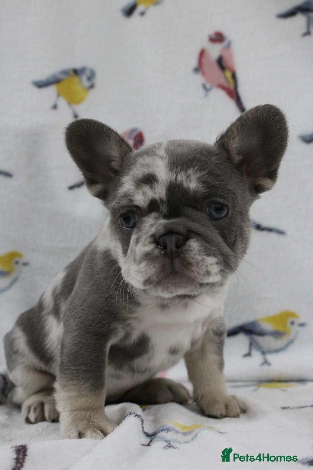 French Bulldog dogs for sale: French Bulldog puppies - Advert 4