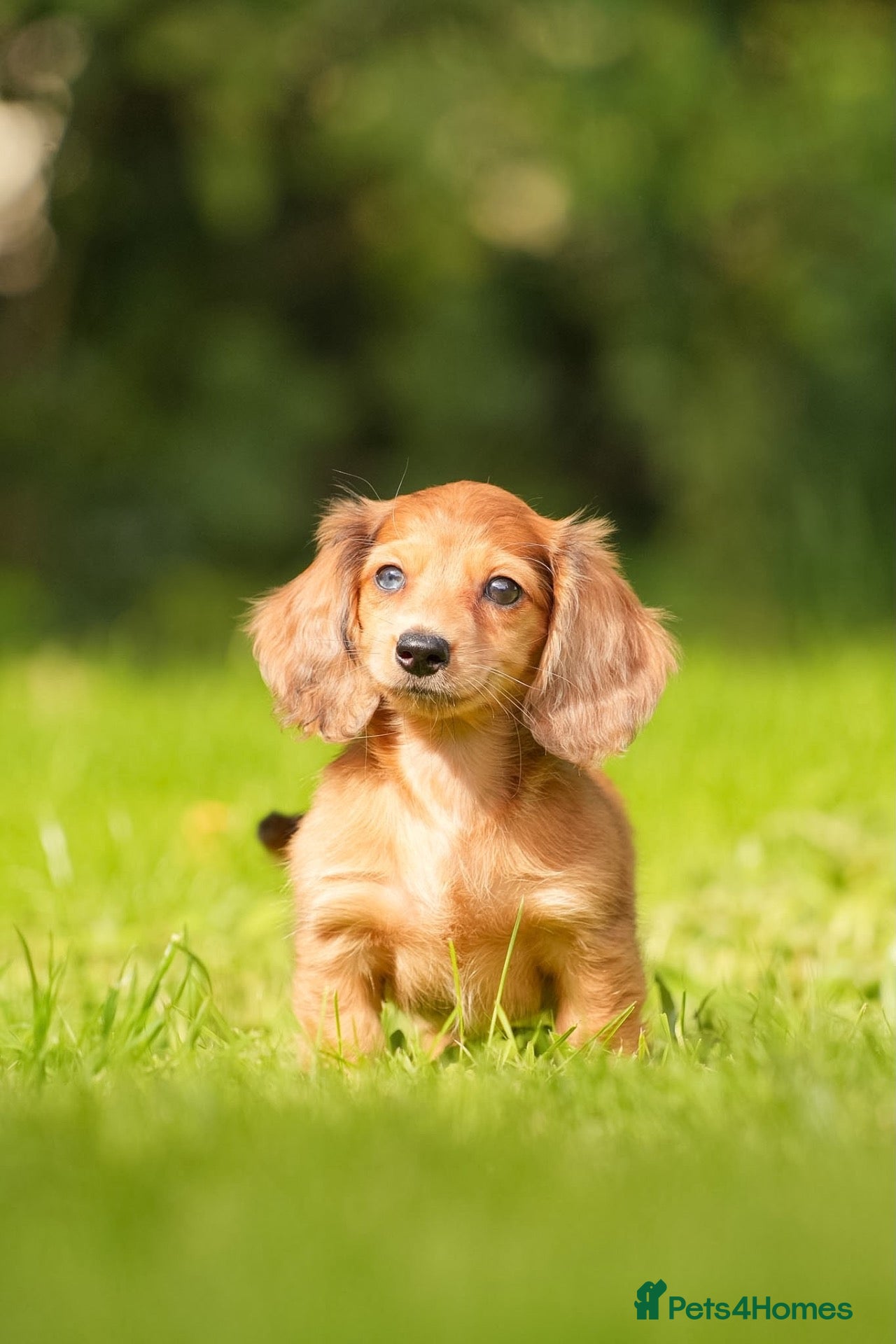 Miniature Dachshund dogs *READY NOW* KC long haired miniature dachshunds  - Advert 1