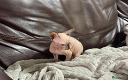 Sphynx cats for sale: Beautiful sphinx babies - Advert 13