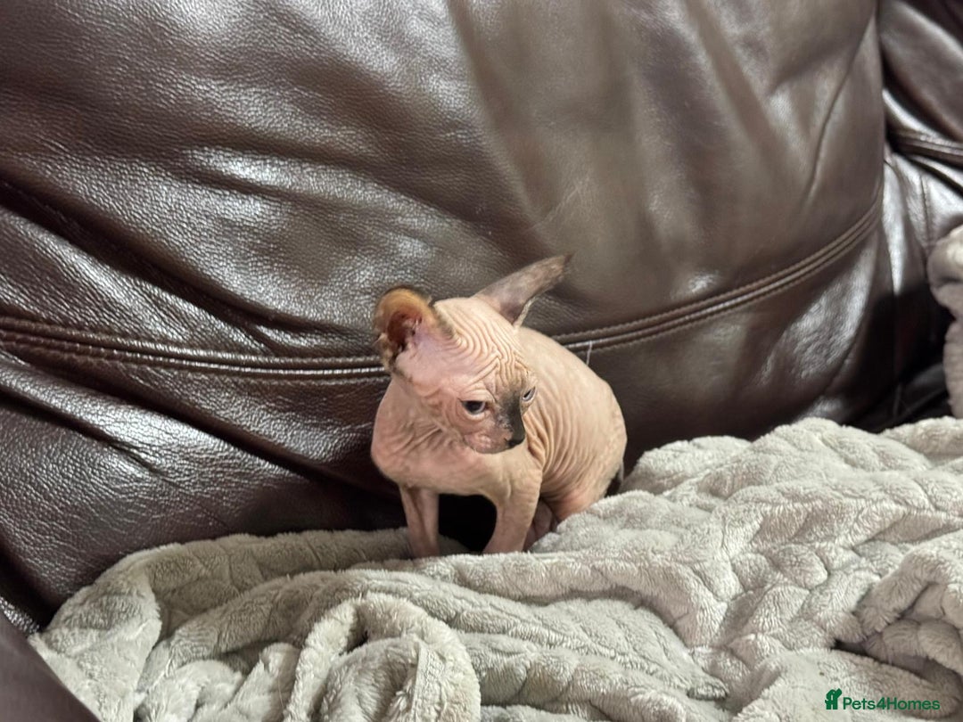 Sphynx cats for sale: Beautiful sphinx babies - Advert 13