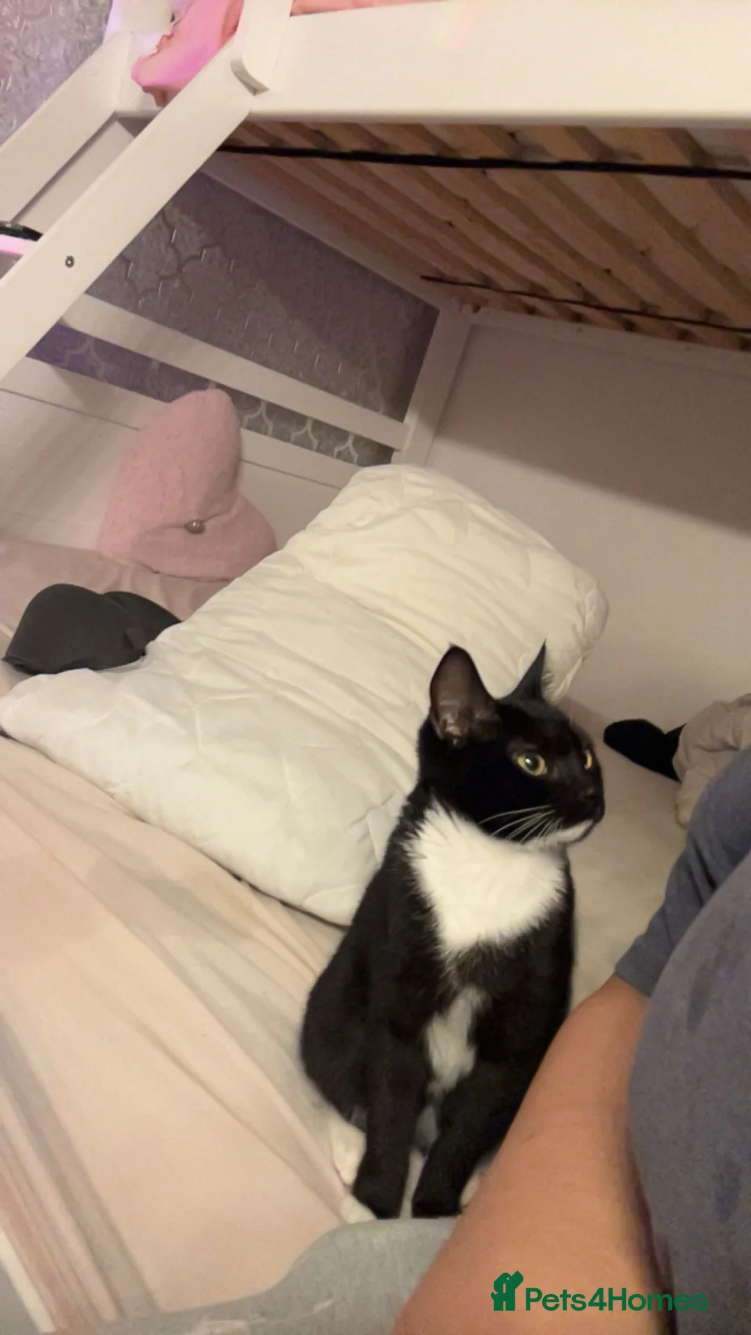Mixed Breed cats for sale: 2 female tuxedo cats  - Advert 2