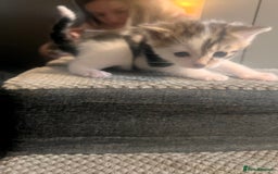Mixed Breed cats for sale: 5 beautiful kittens  - Image 2