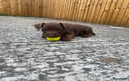 Patterdale Terrier dogs for sale: ⭐️PATTERDALE TERRIER PUPPIES  - Image 5