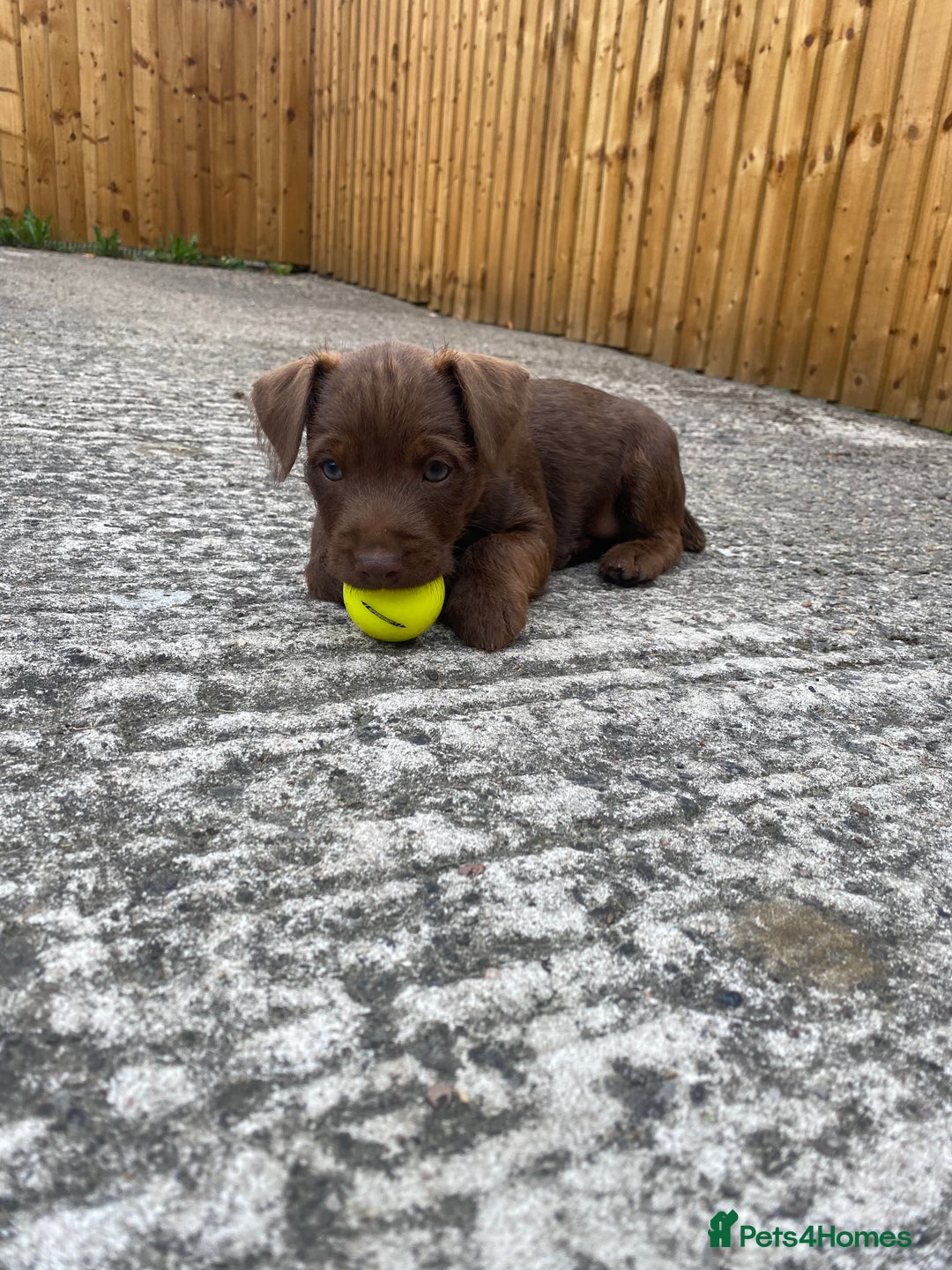 Patterdale Terrier dogs for sale: ⭐️PATTERDALE TERRIER PUPPIES  - Image 5