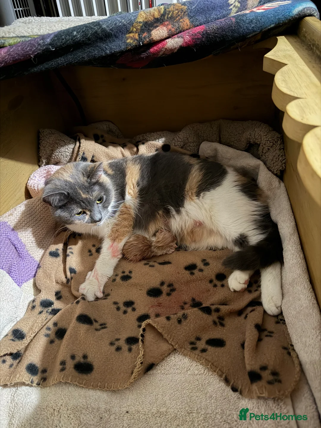 British Shorthair cats for sale: 2 British shorthair kittens - Advert 1