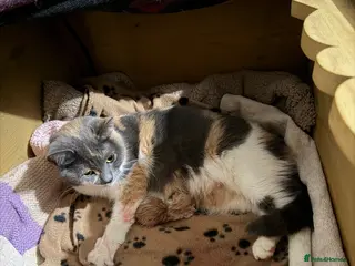 British Shorthair cats 2 British shorthair kittens - Advert 4