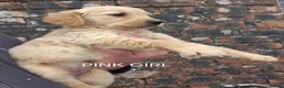 Golden Retriever dogs for sale: KC GOLDEN RETRIEVER PUPS HEALTH TESTED PARENTS  - Advert 11