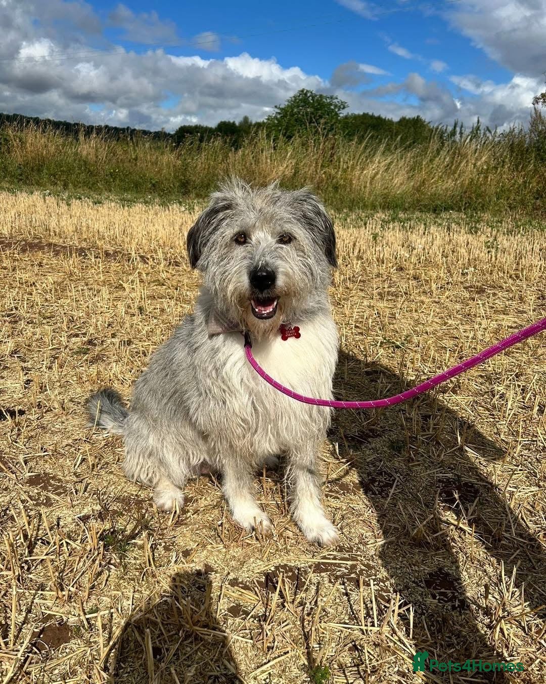 Mixed Breed dogs for adoption: 🧡 Amira - our sweet shepherd 🧡  - Advert 8