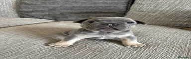 French Bulldog 2