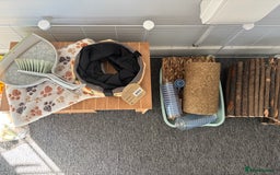 Guinea Pig rodents for sale: Two male guinea pigs for adoption  - Image 2