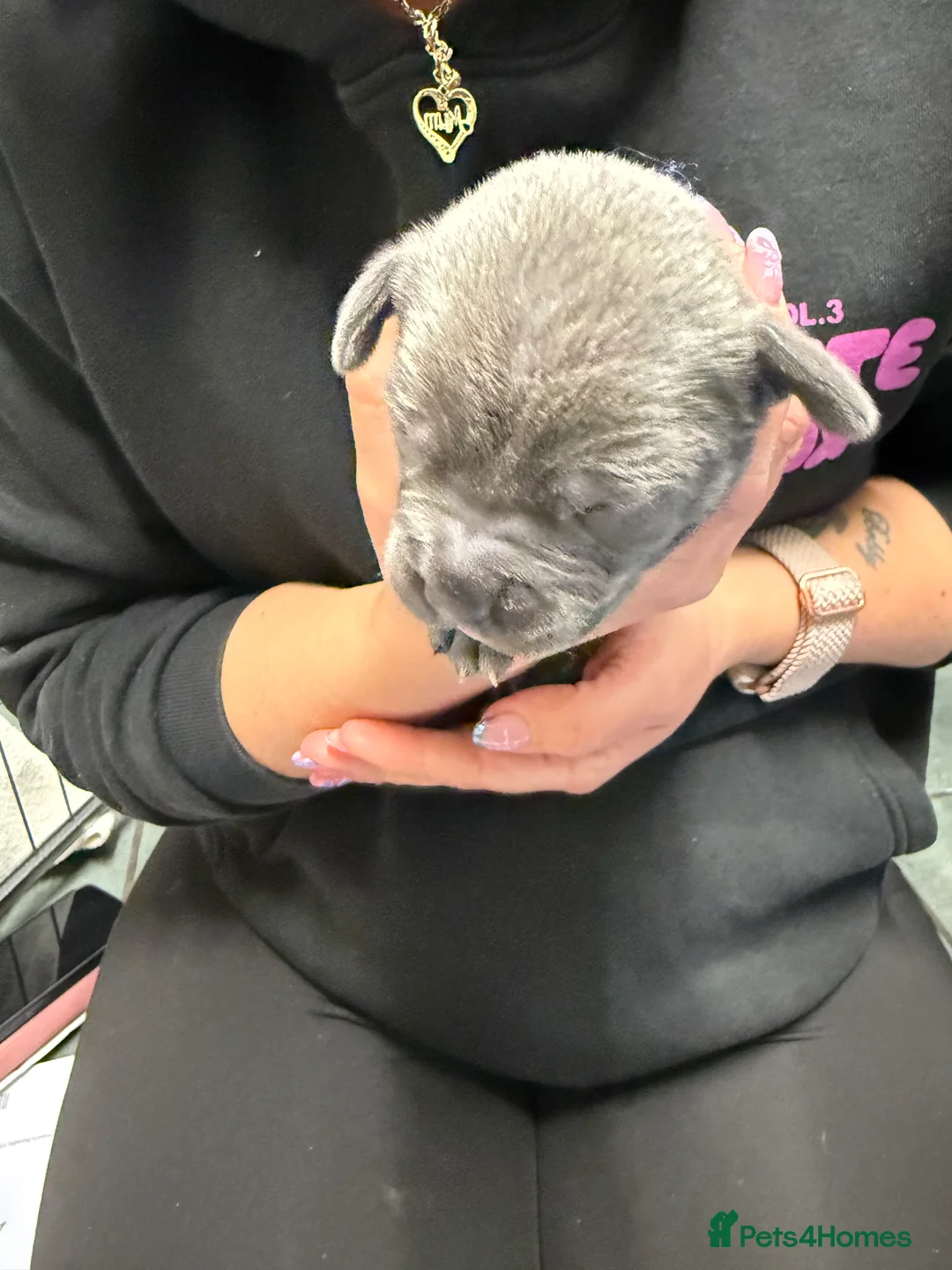 Staffordshire Bull Terrier dogs for sale: 1 female  Blue Staffordshire bull terrier staffy - Advert 17